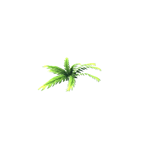 Plant 4